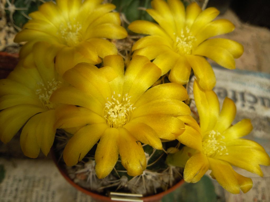 Weingartia neocumingii